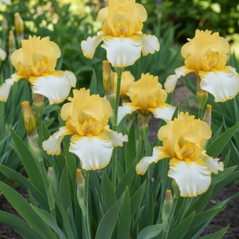 Iris des jardins Antique Ivory
