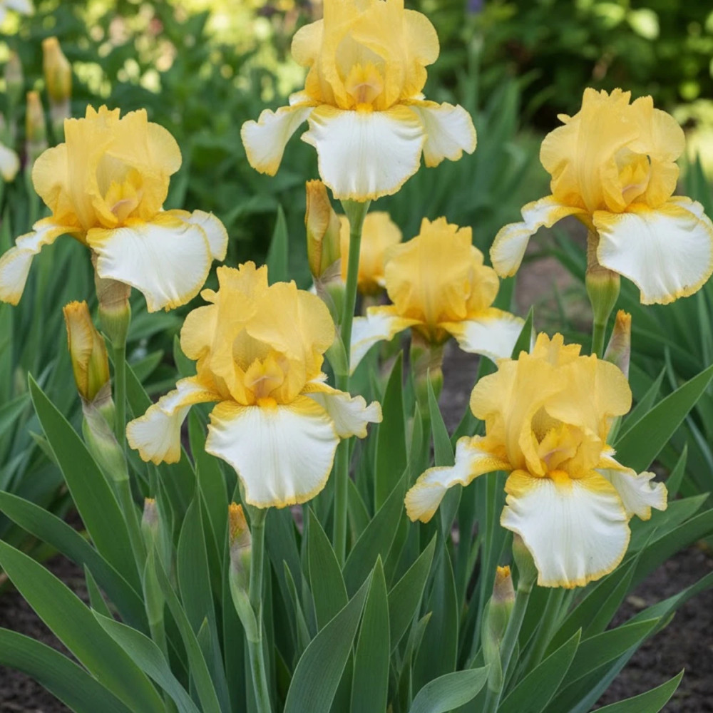 Iris des jardins Antique Ivory