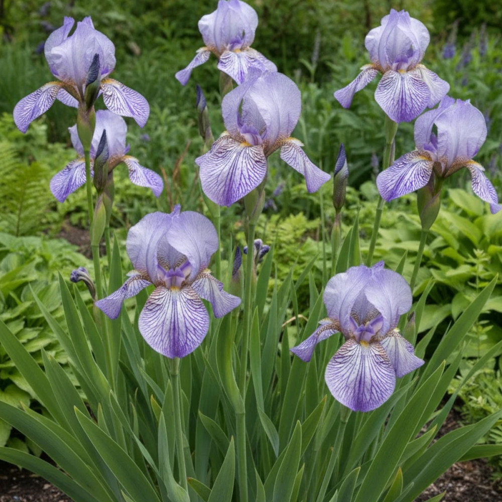 Iris des jardins Autumn Circus