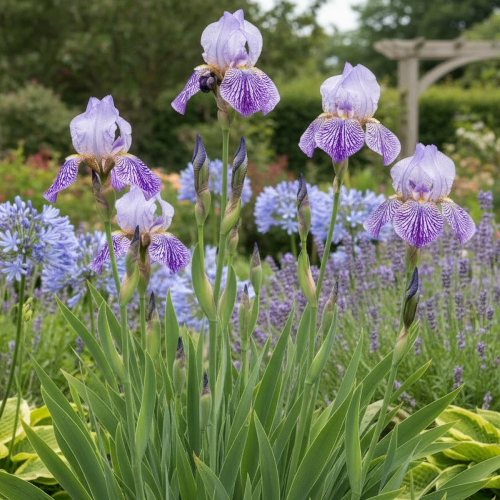Iris des jardins Autumn Circus