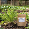 Graines de Chicorée frisée - Prix malin