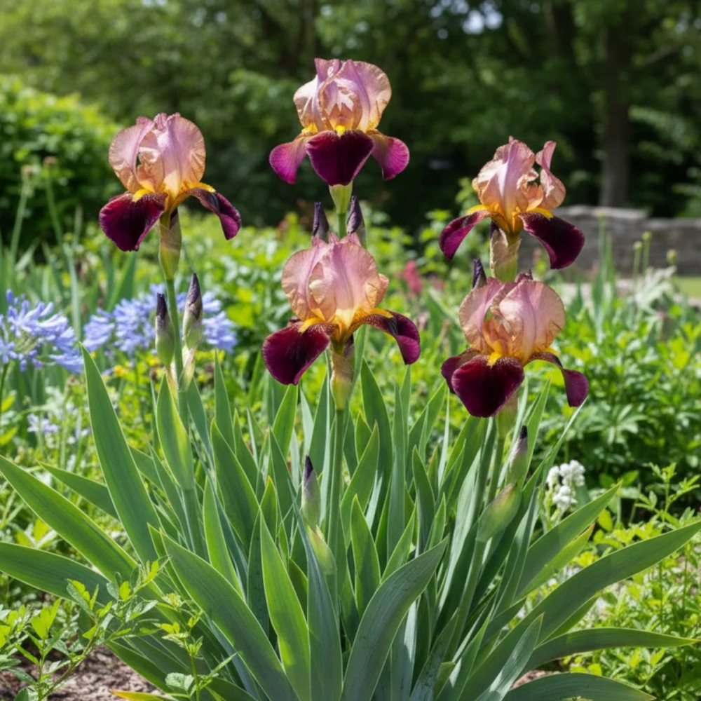 Iris des jardins Camelot Rose
