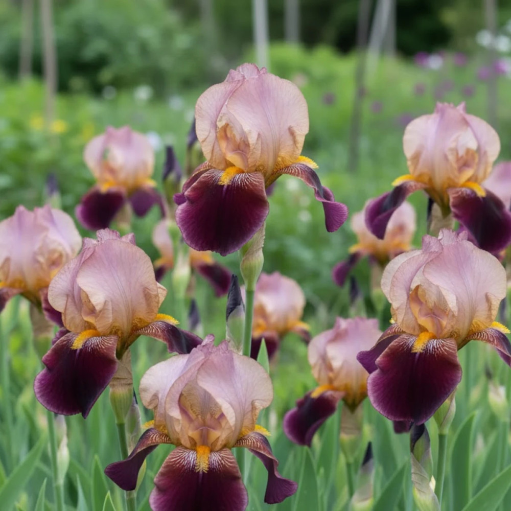 Iris des jardins Camelot Rose