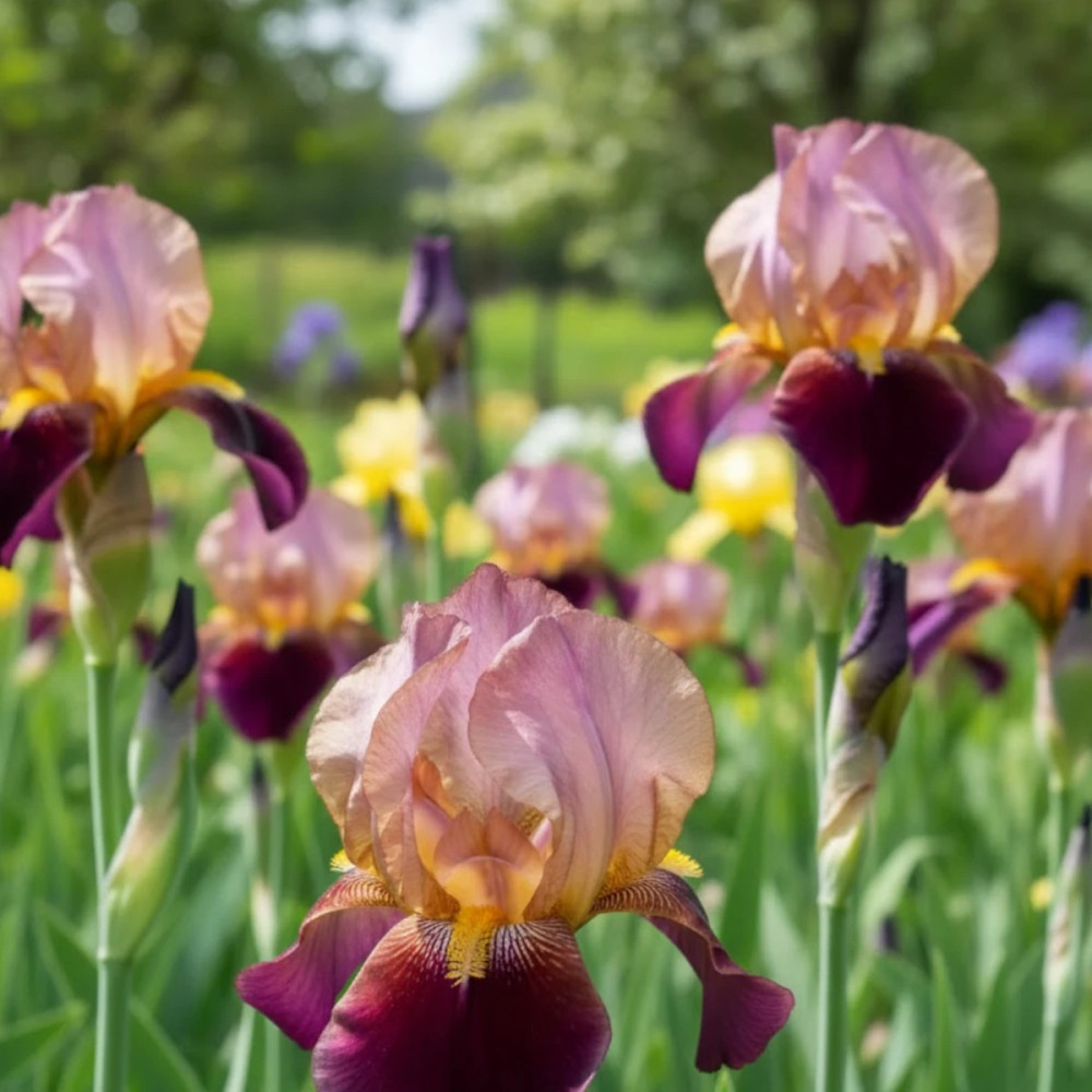 Iris des jardins Camelot Rose
