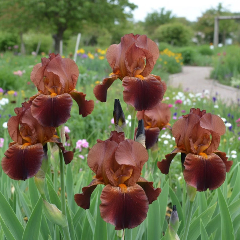 Iris des jardins Dutch Chocolate
