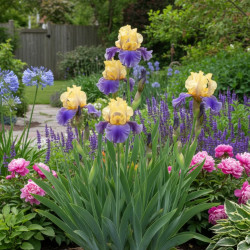 Iris des jardins Edith Wolford