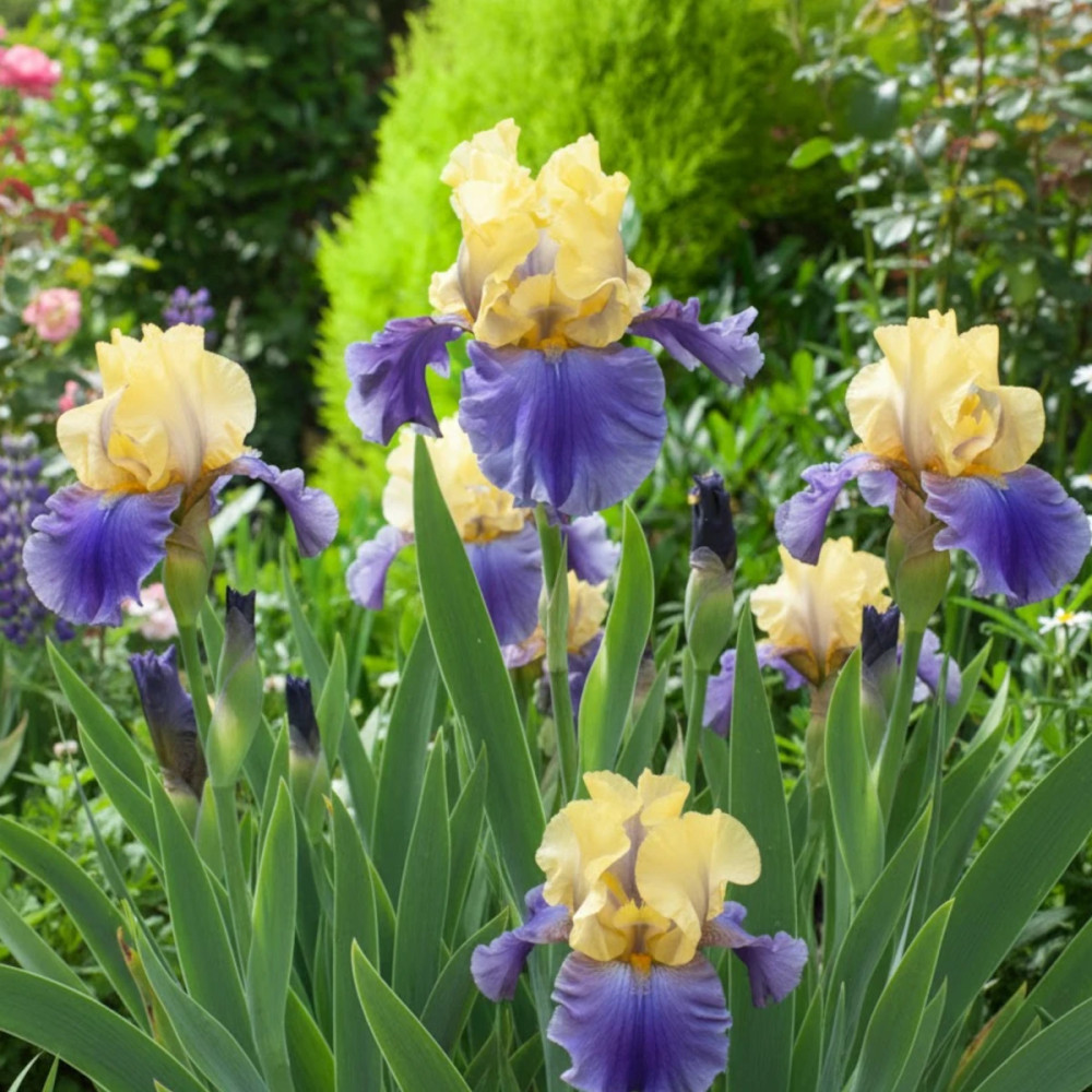 Iris des jardins Edith Wolford