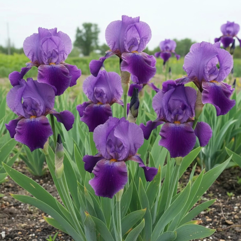 Iris des jardins Eleanor Roosevelt