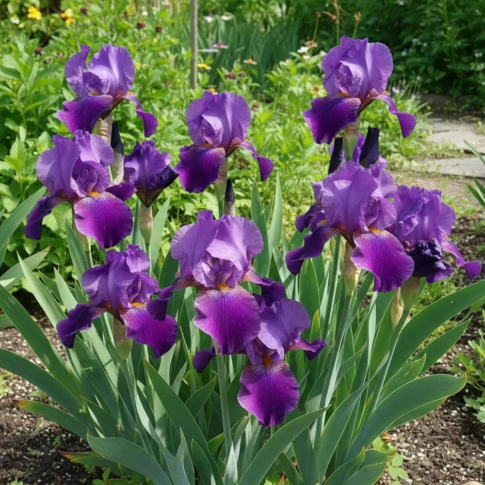 Iris des jardins Eleanor Roosevelt