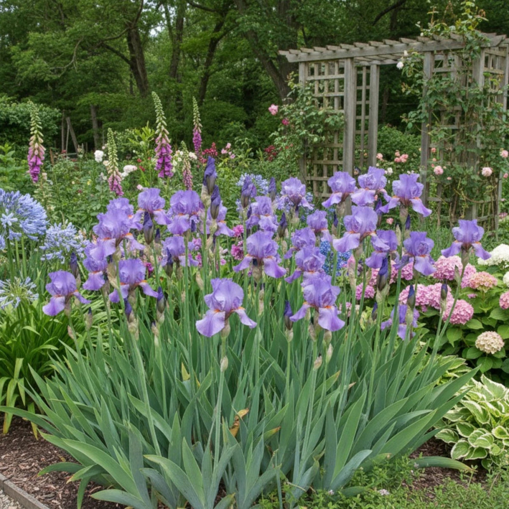 Iris des jardins Falbala