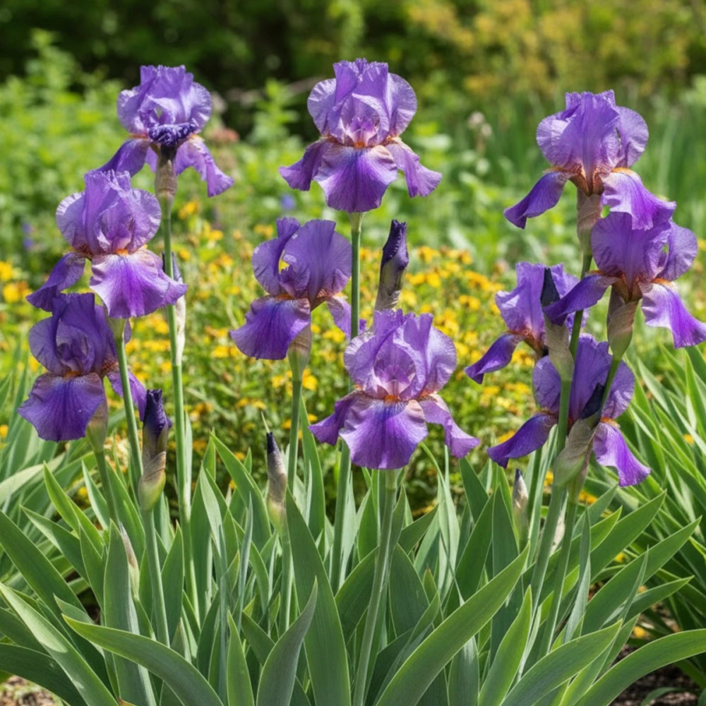 Iris des jardins Falbala