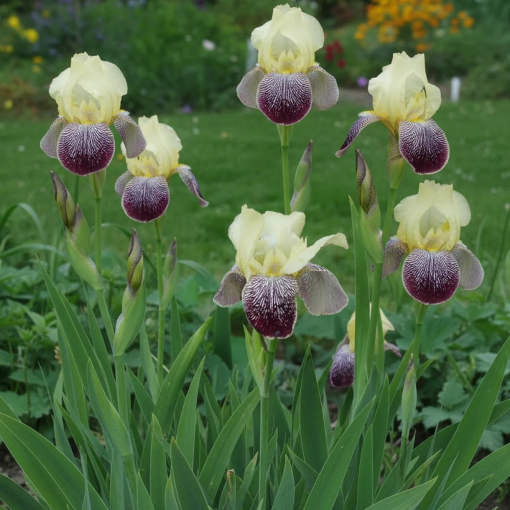 Iris des jardins Flaming Dragon