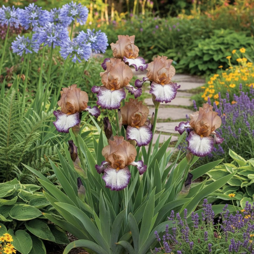 Iris des jardins Floorshow Iris des jardins Floorshow