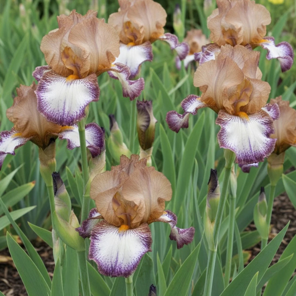 Iris des jardins Floorshow Iris des jardins Floorshow