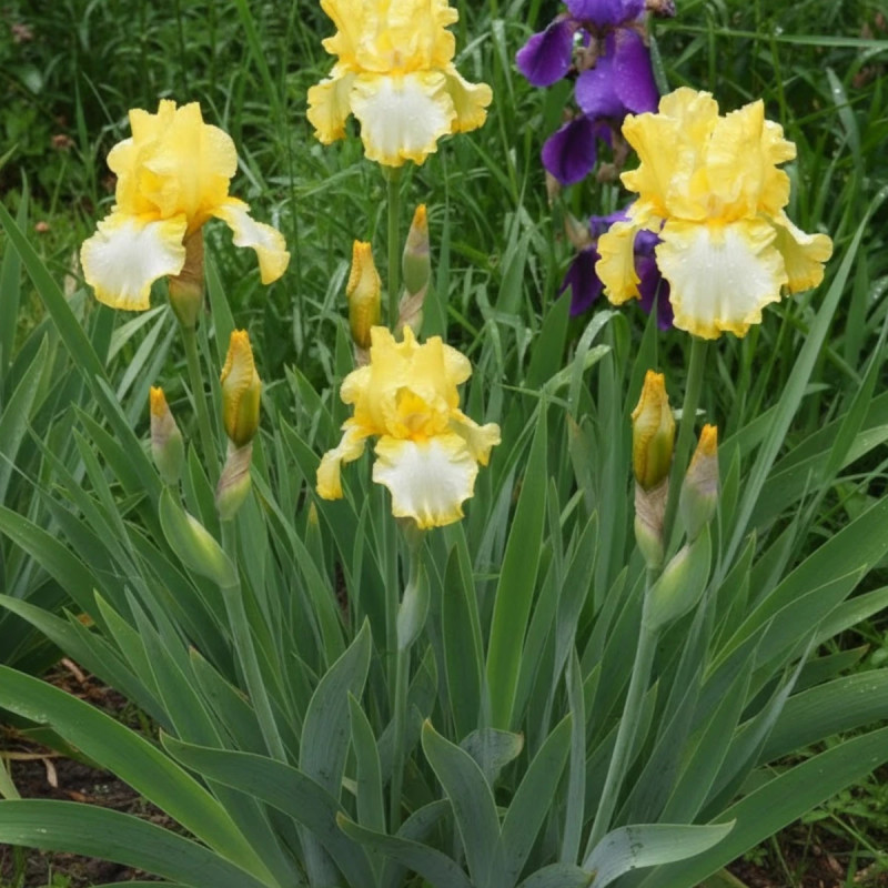 Iris des jardins Fringe of Gold