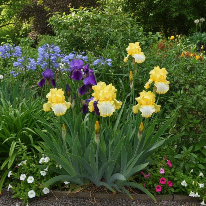 Iris des jardins Fringe of Gold