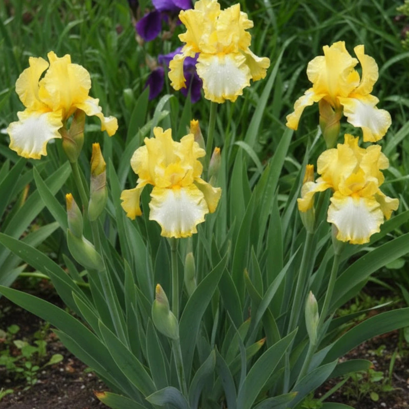 Iris des jardins Fringe of Gold