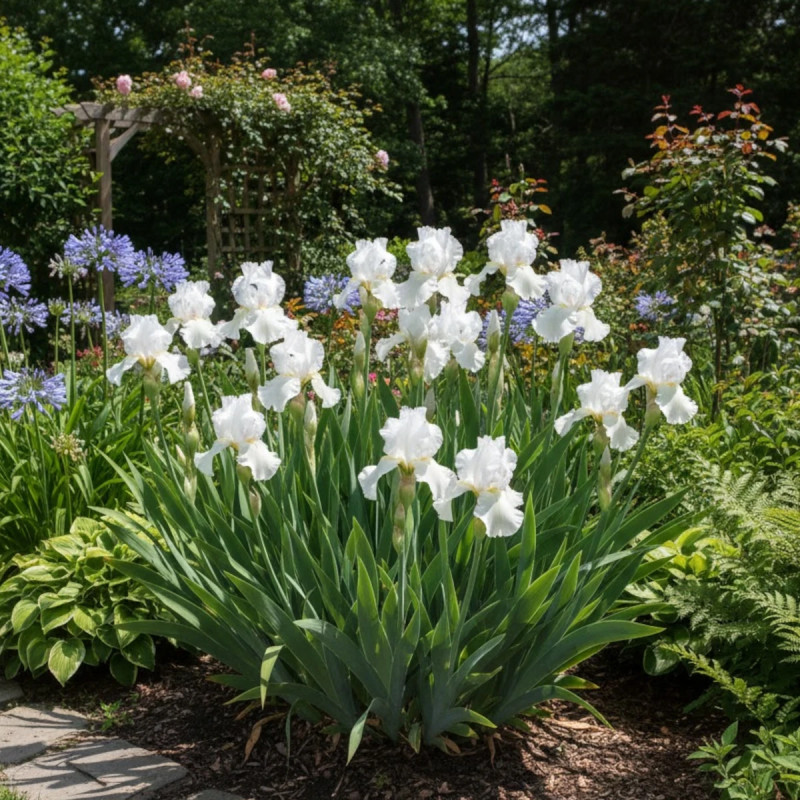 Iris des jardins Glacier