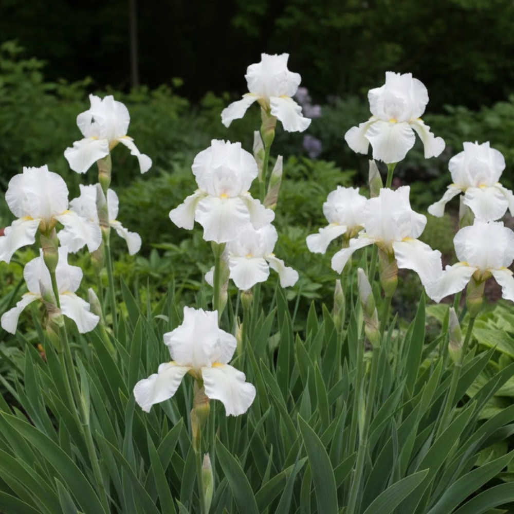 Iris des jardins Glacier Iris des jardins Glacier