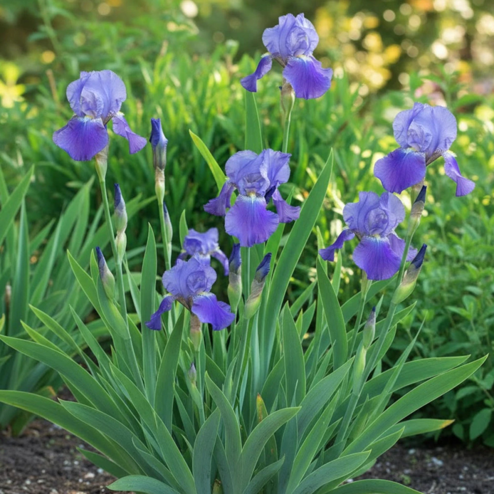 Iris des jardins Harbor Blue