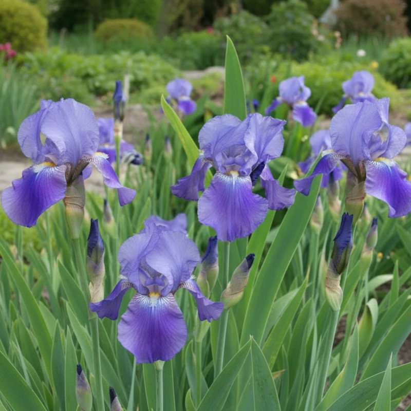 Iris des jardins Harbor Blue