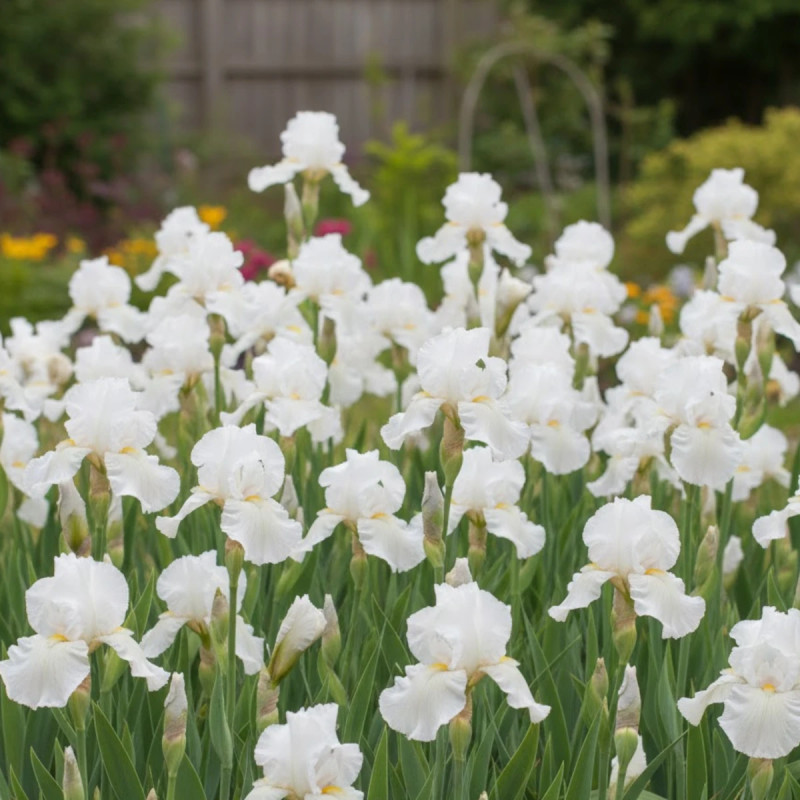 Iris des jardins Immortality