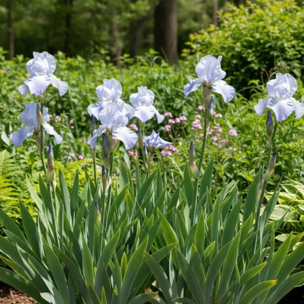 Iris des jardins Jane Phillips