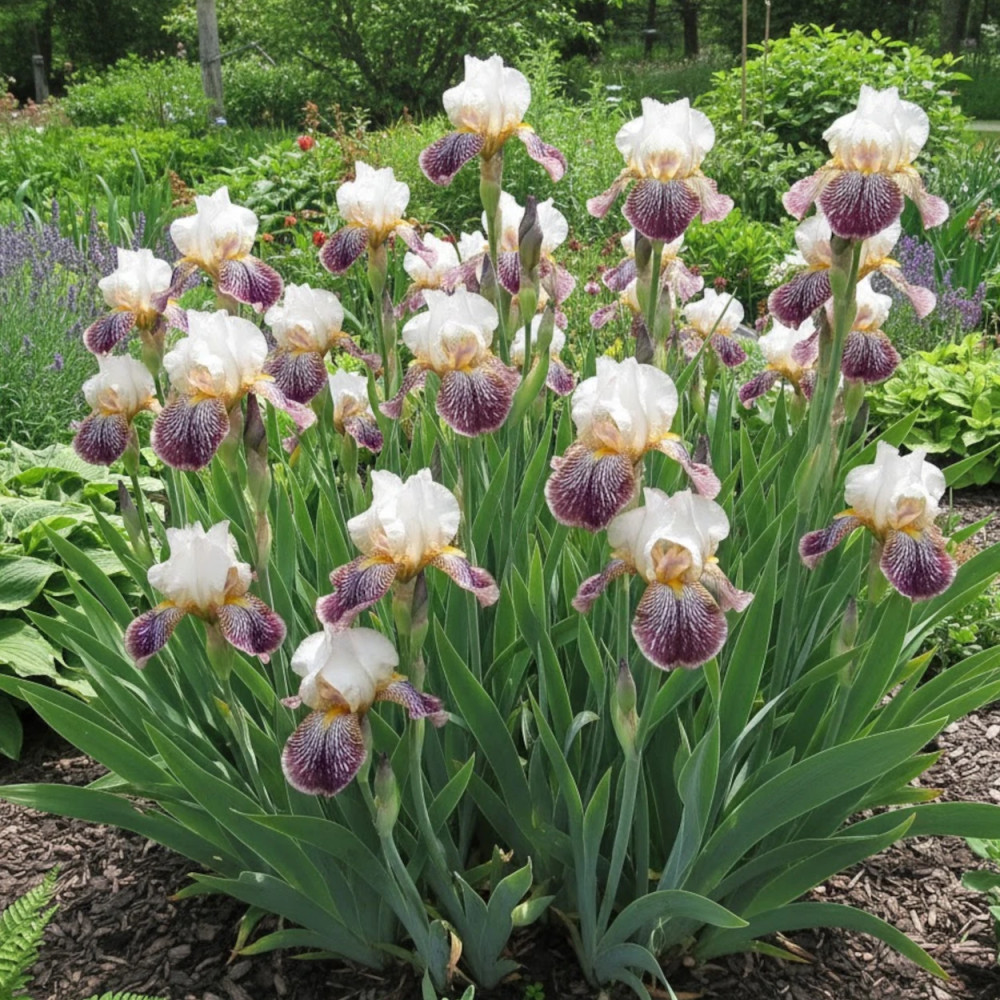 Iris des jardins Madame Louesse Iris des jardins Madame Louesse