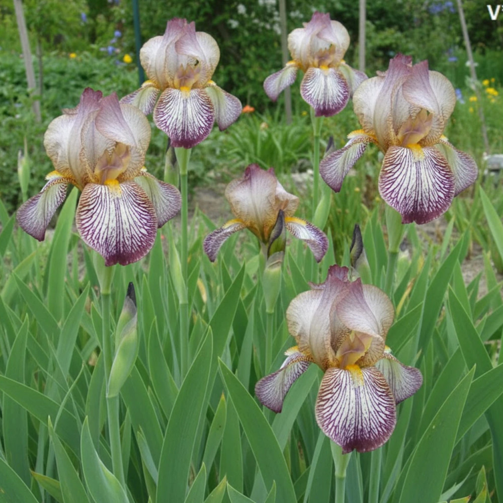 Iris des jardins Madame Louesse Iris des jardins Madame Louesse