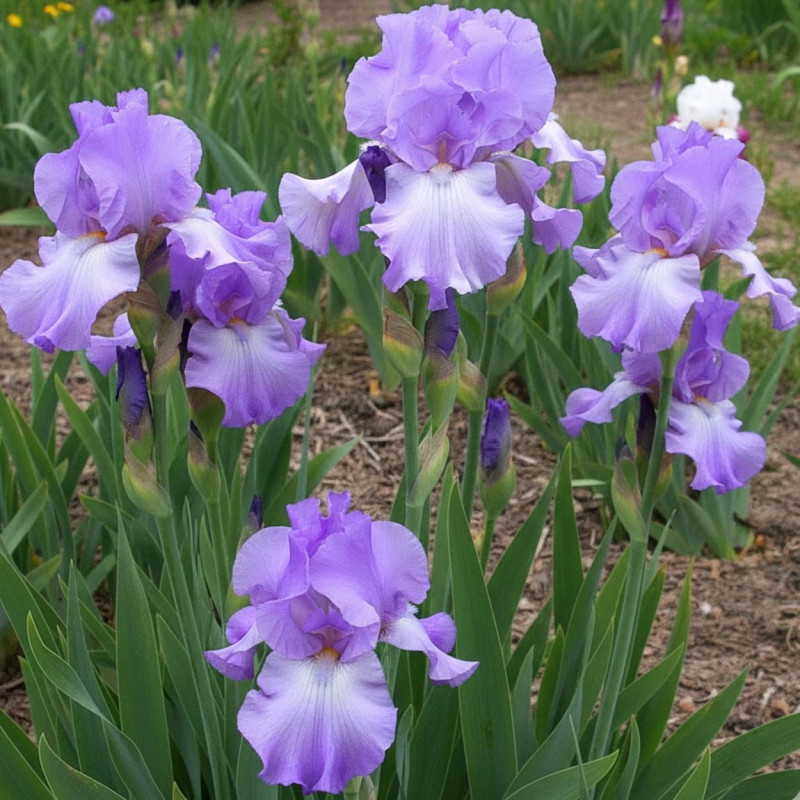 Iris des jardins Mary Frances