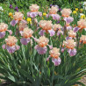 Iris des jardins Melrand
