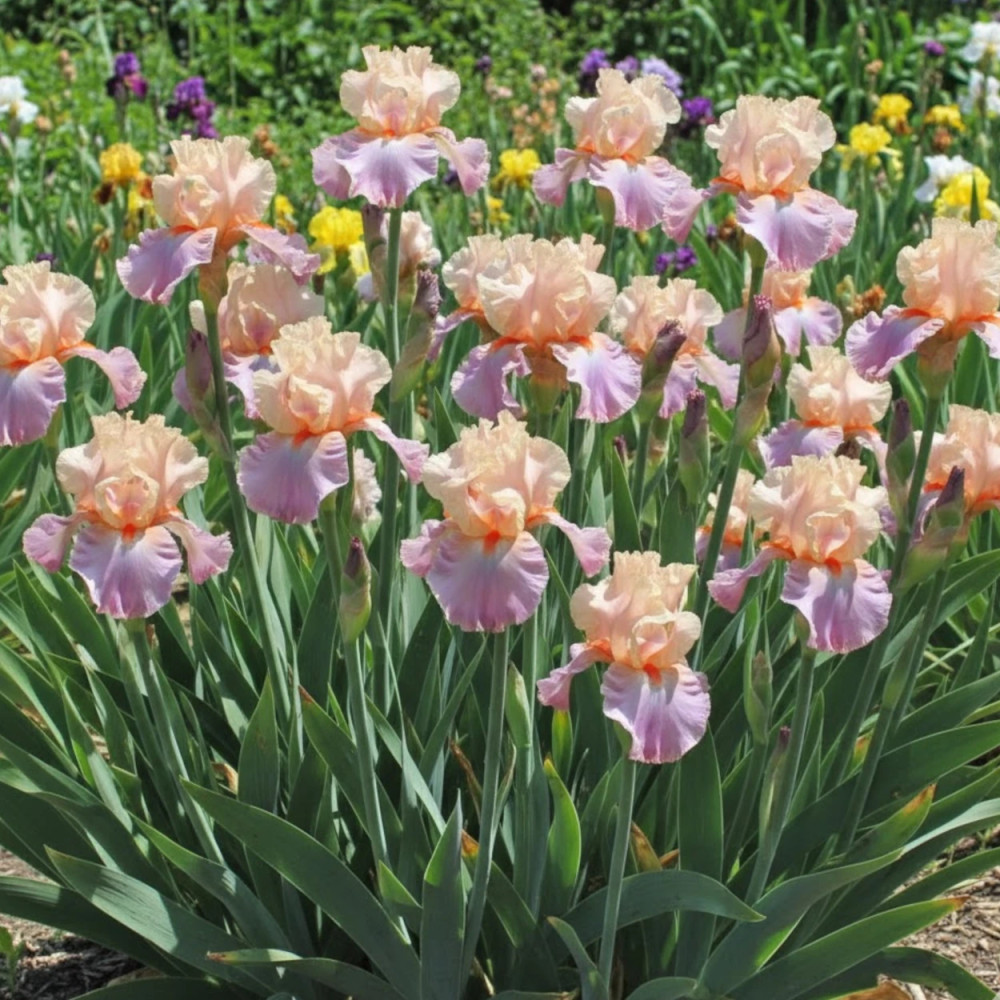 Iris des jardins Melrand