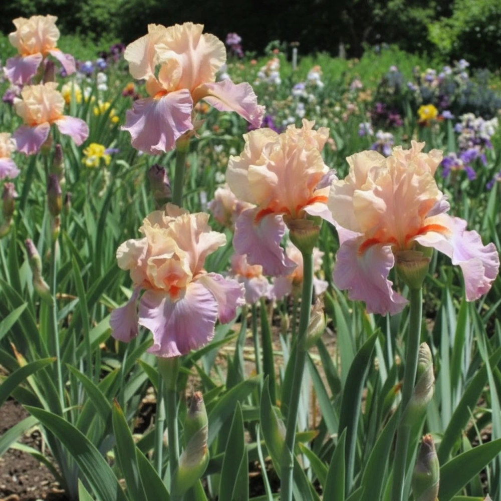 Iris des jardins Melrand