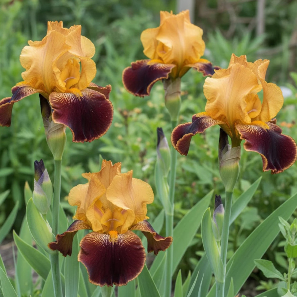 Iris des jardins Michigan Pride Iris des jardins Michigan Pride