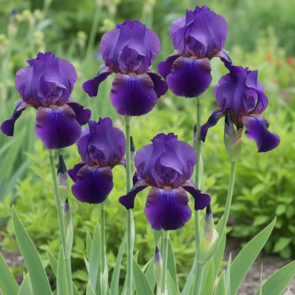 Iris des jardins Midnight Hour Iris des jardins Midnight Hour