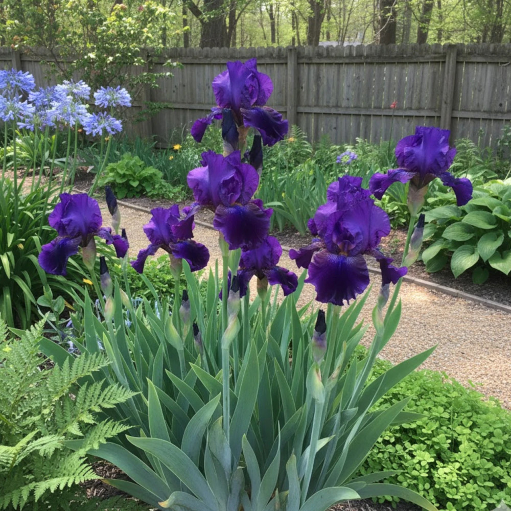 Iris des jardins Midnight Hour Iris des jardins Midnight Hour