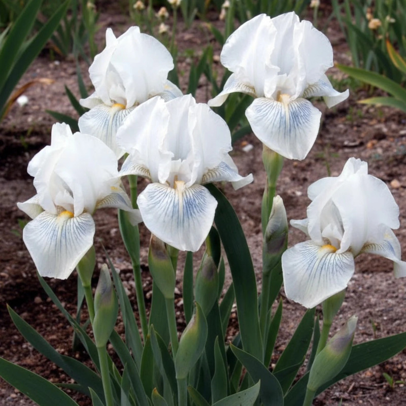 Iris des jardins Mrs Horace Darwin