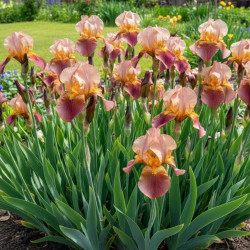 Iris des jardins Natchez Trace