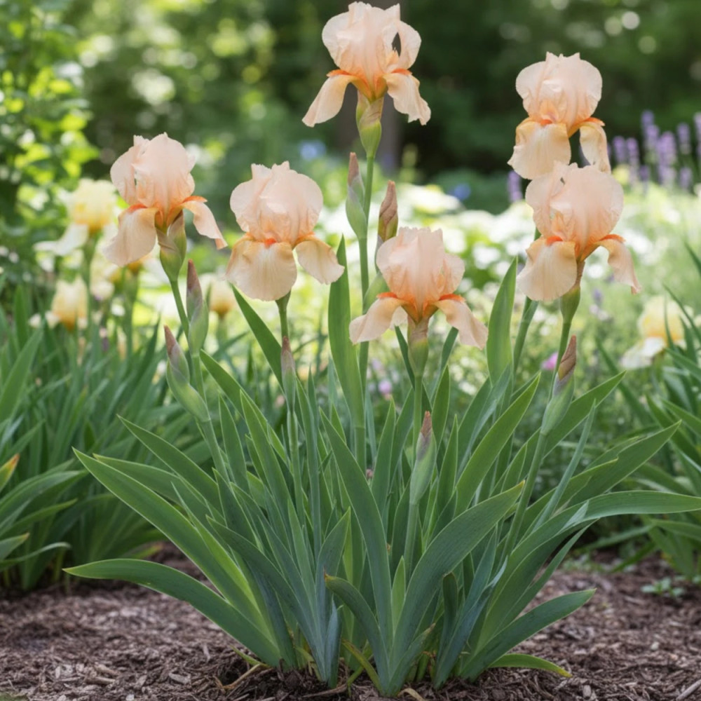 Iris des jardins Nel Jape Iris des jardins Nel Jape