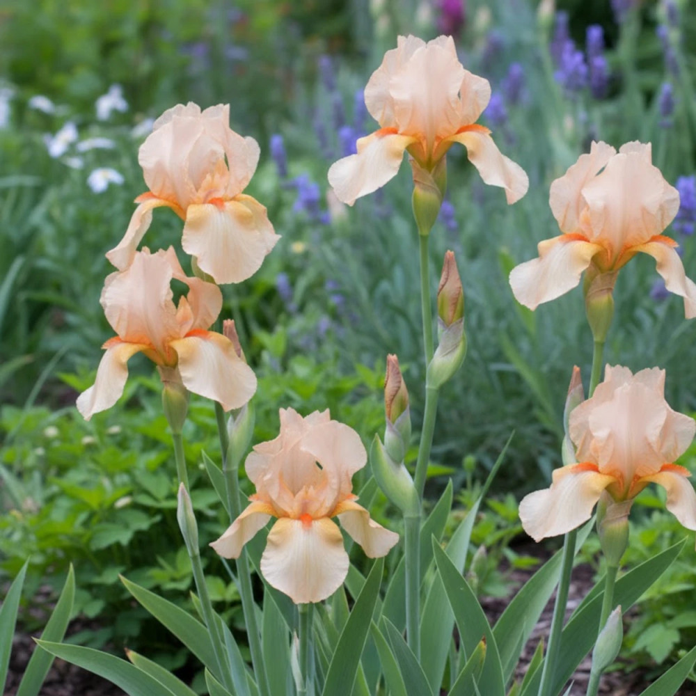 Iris des jardins Nel Jape Iris des jardins Nel Jape