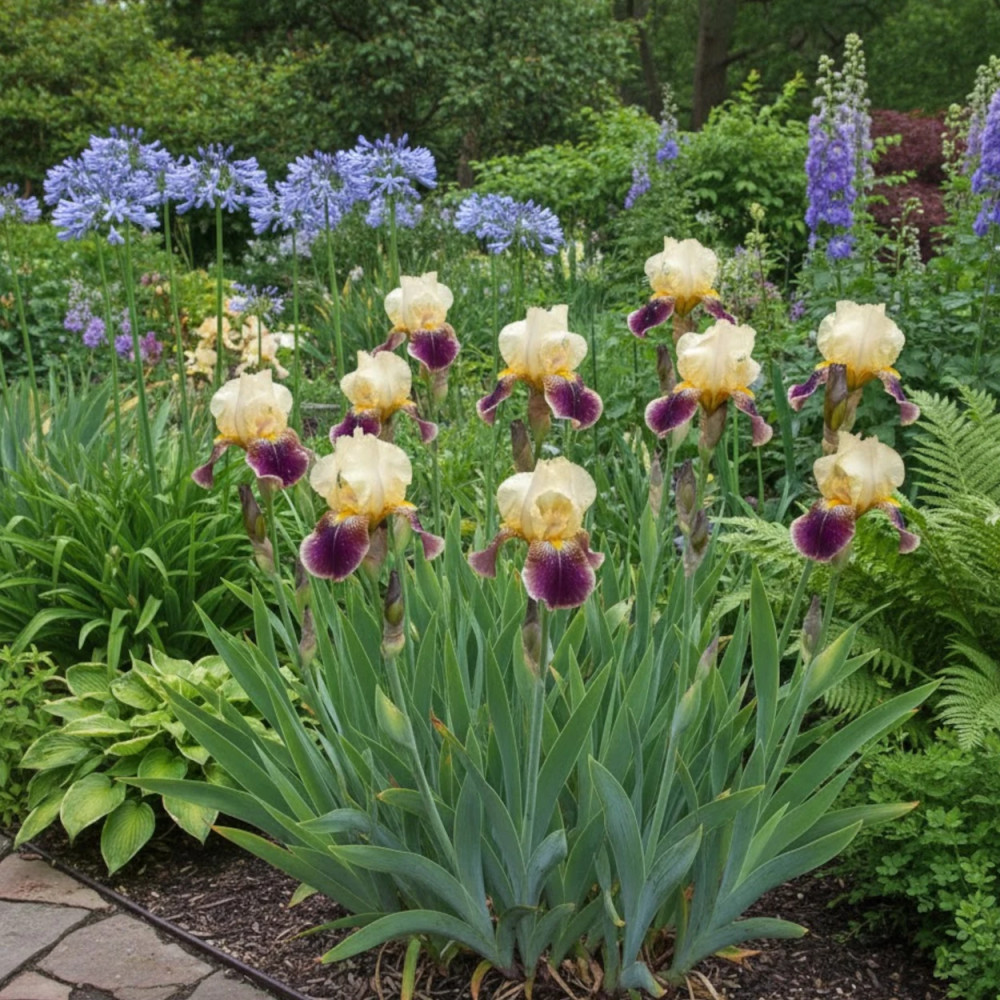 Iris des jardins Nibelungen
