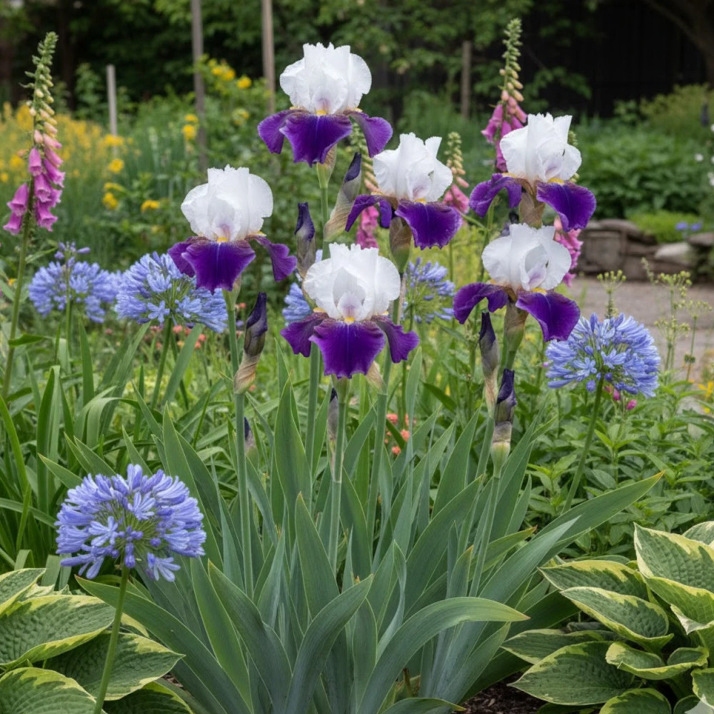 Iris des jardins Night Edition Iris des jardins Night Edition