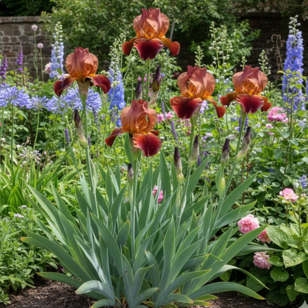 Iris des jardins Pacemaker