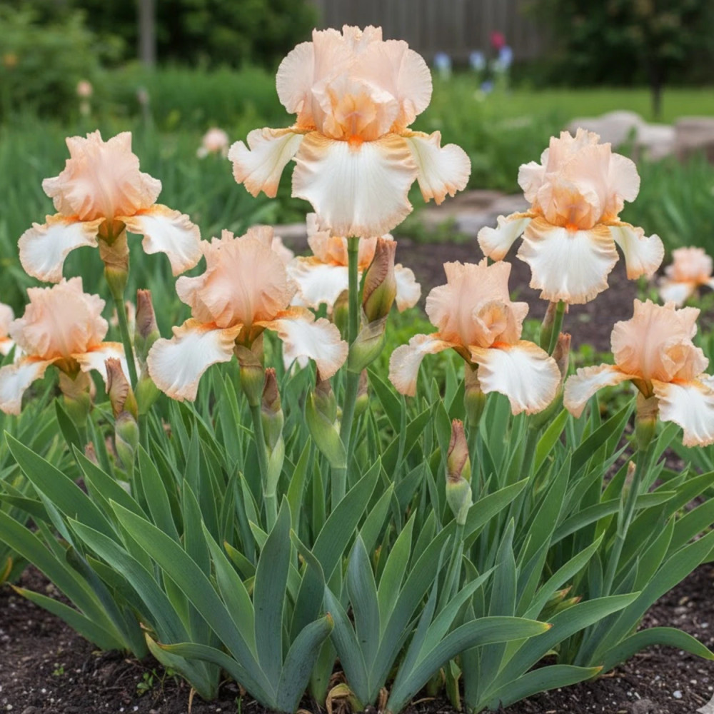 Iris des jardins Peach Frost