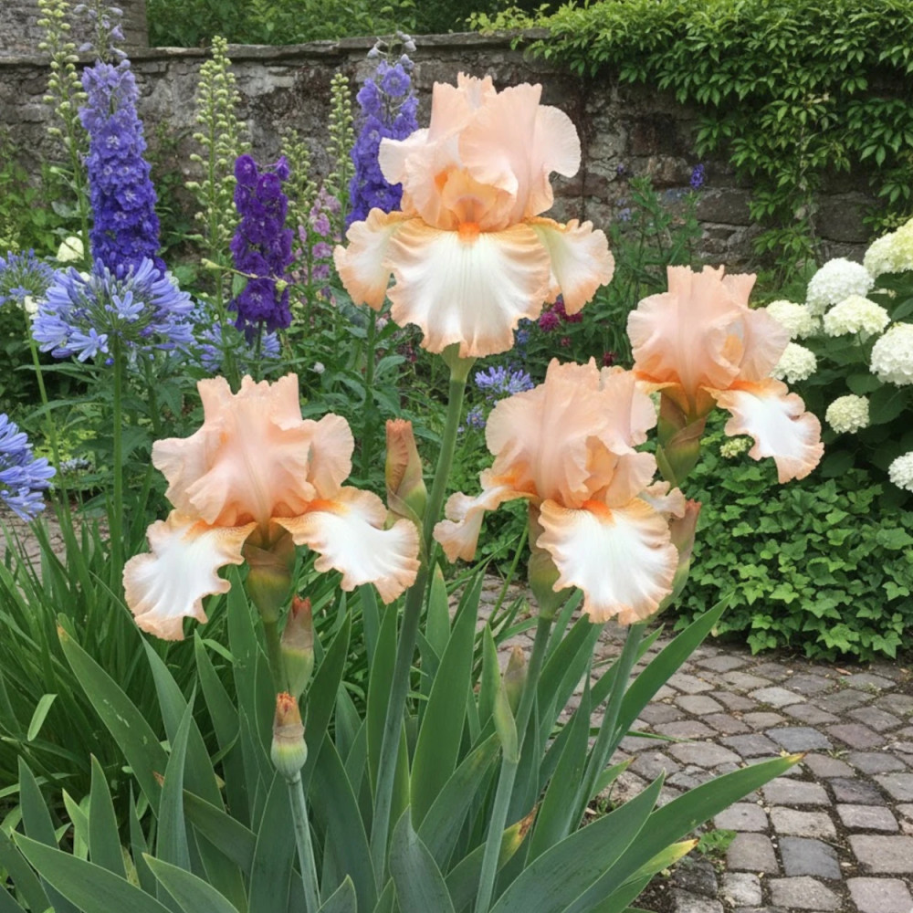 Iris des jardins Peach Frost