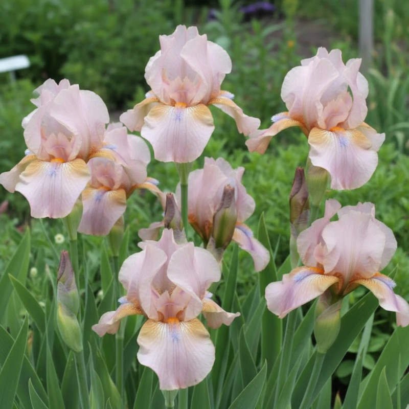 Iris des jardins Pretty Please