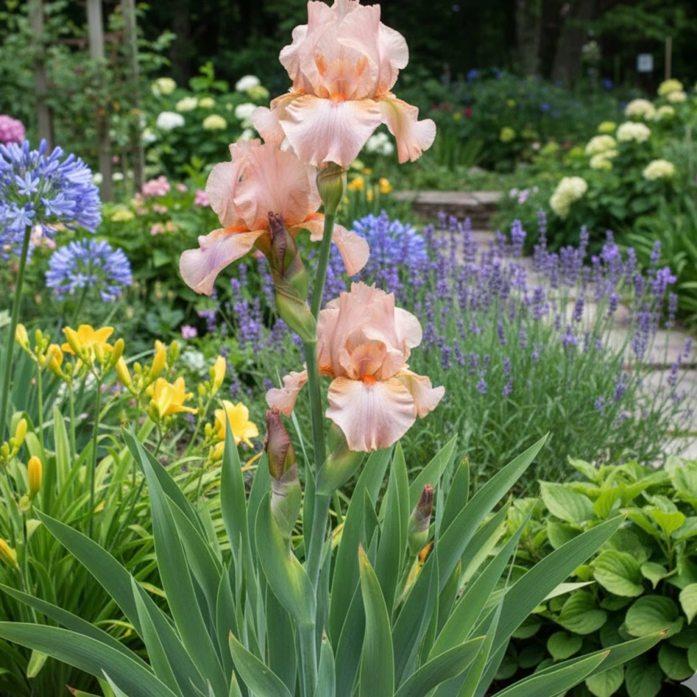Iris des jardins Pretty Please