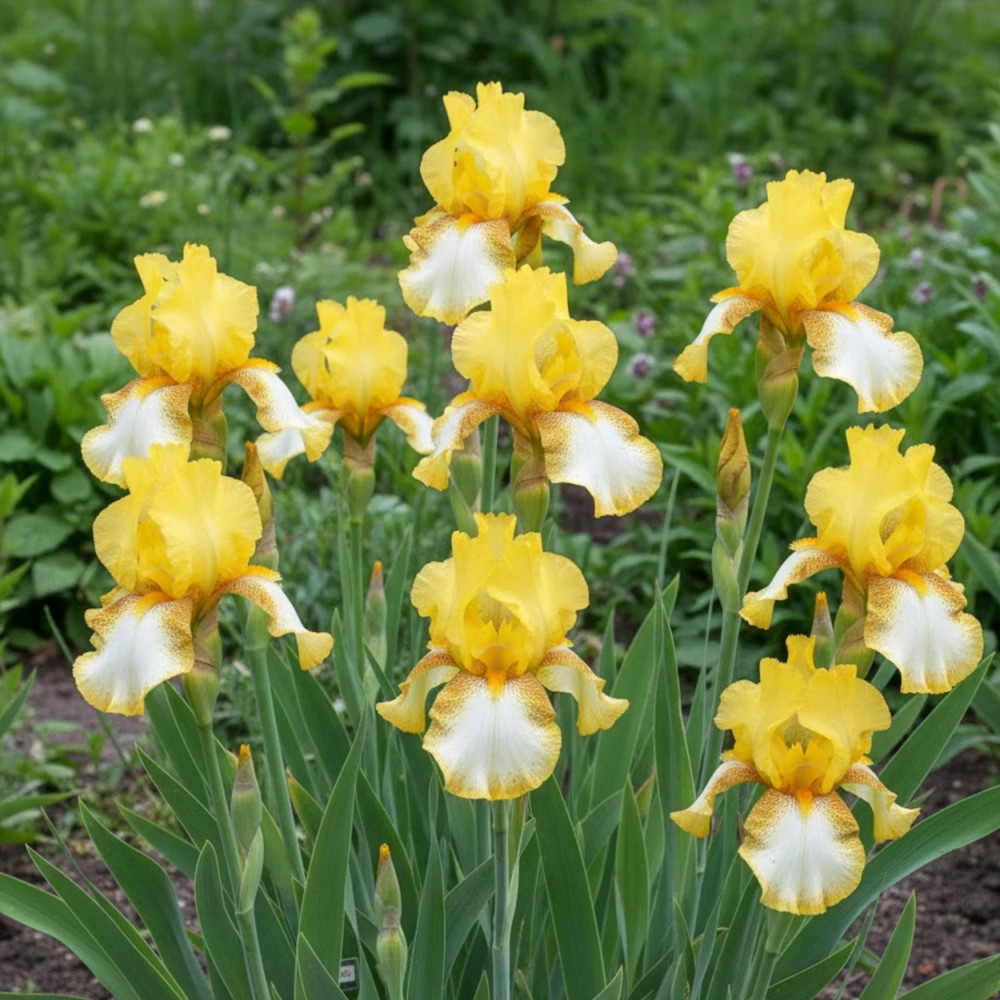 Iris des jardins Radiant Apogee