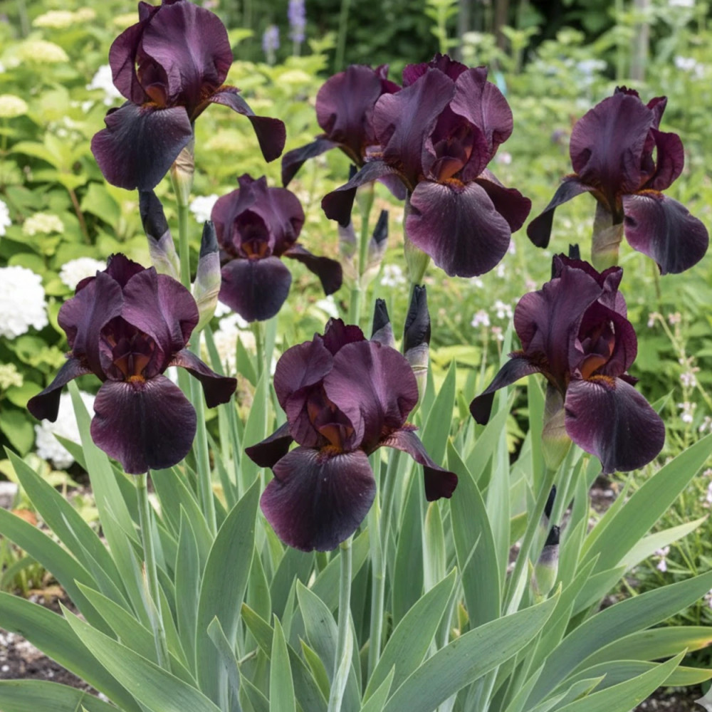 Iris des jardins Sable Night