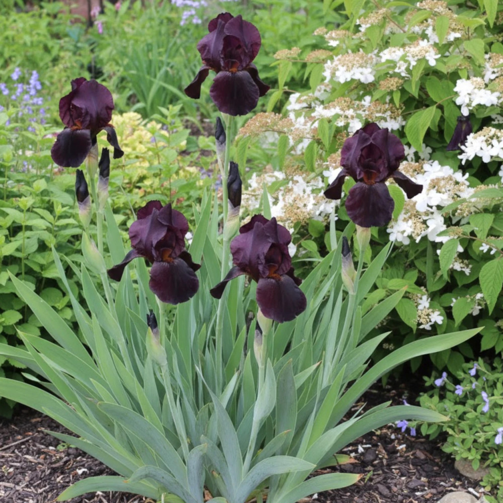 Iris des jardins Sable Night